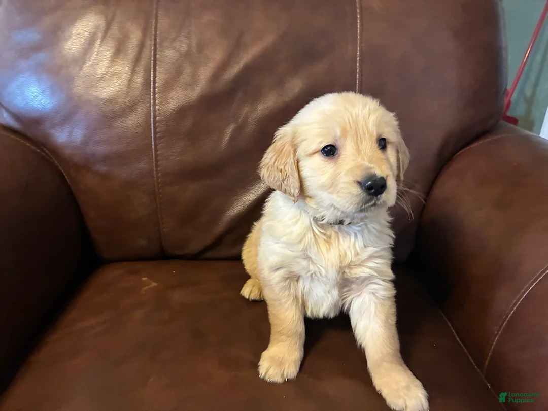 Golden Retriever dogs for sale: Ace - Ad 2