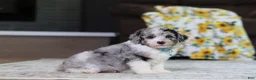Miniature Poodle dogs for sale: Bandit (AKC) - Ad 4