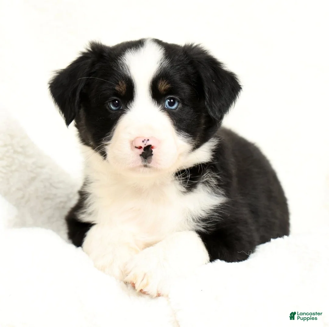 Miniature Australian Shepherd dogs for sale: Heart - Ad 1