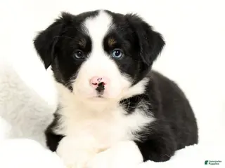 Miniature Australian Shepherd dogs for sale: Heart - Ad 1