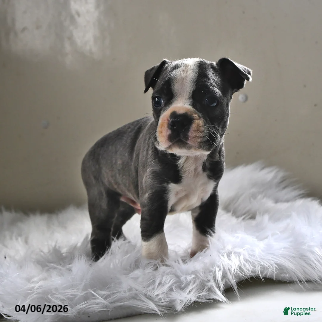 Boston Terrier dogs for sale: Frankie - Ad 1