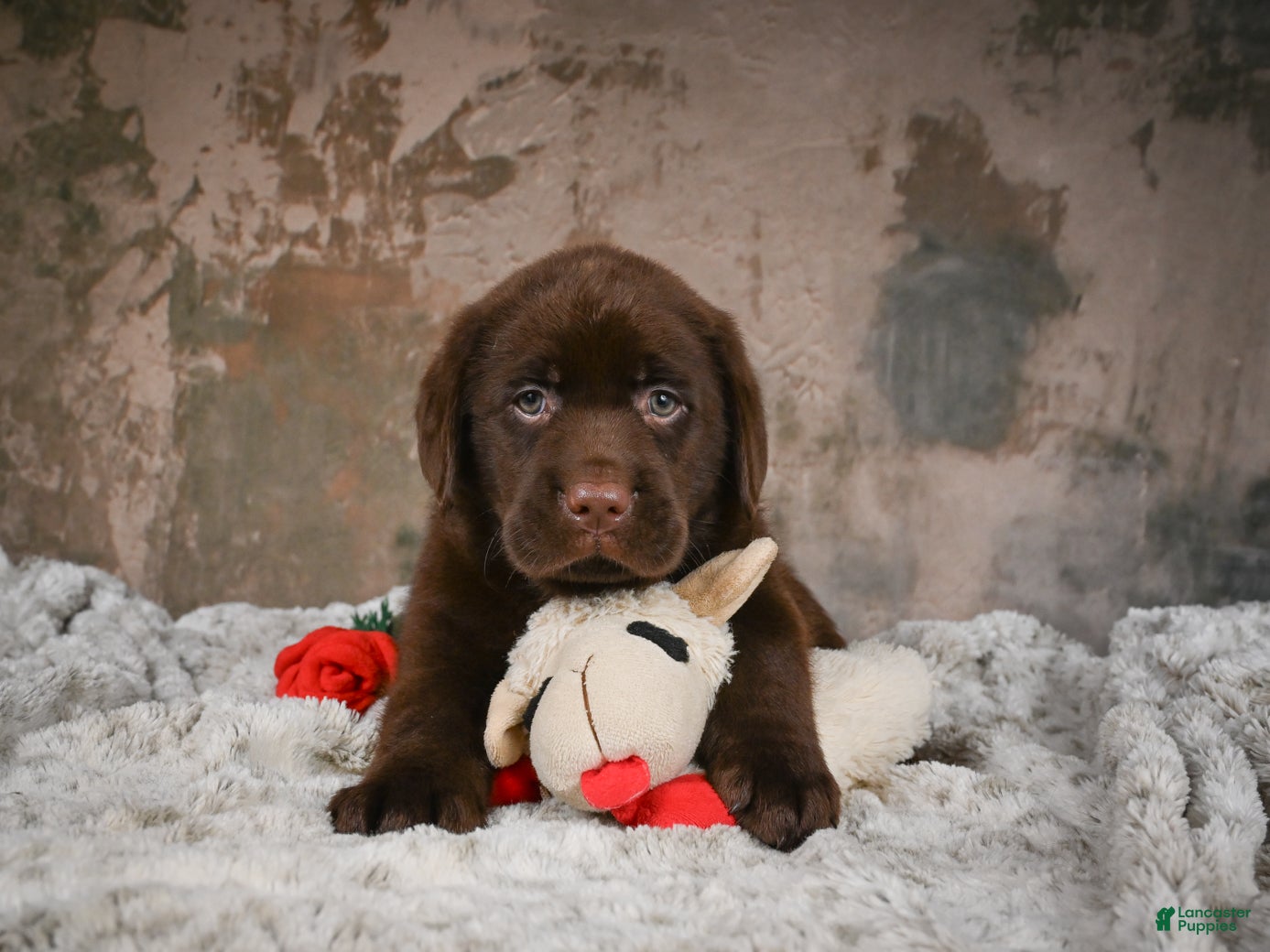 Labrador Retriever dogs Bruce - Ad 2