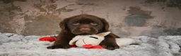 Labrador Retriever dogs for sale: Bruce - Ad 2