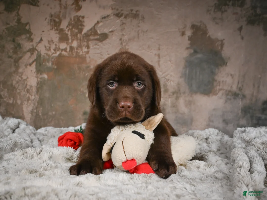 Labrador Retriever dogs for sale: Bruce - Ad 2