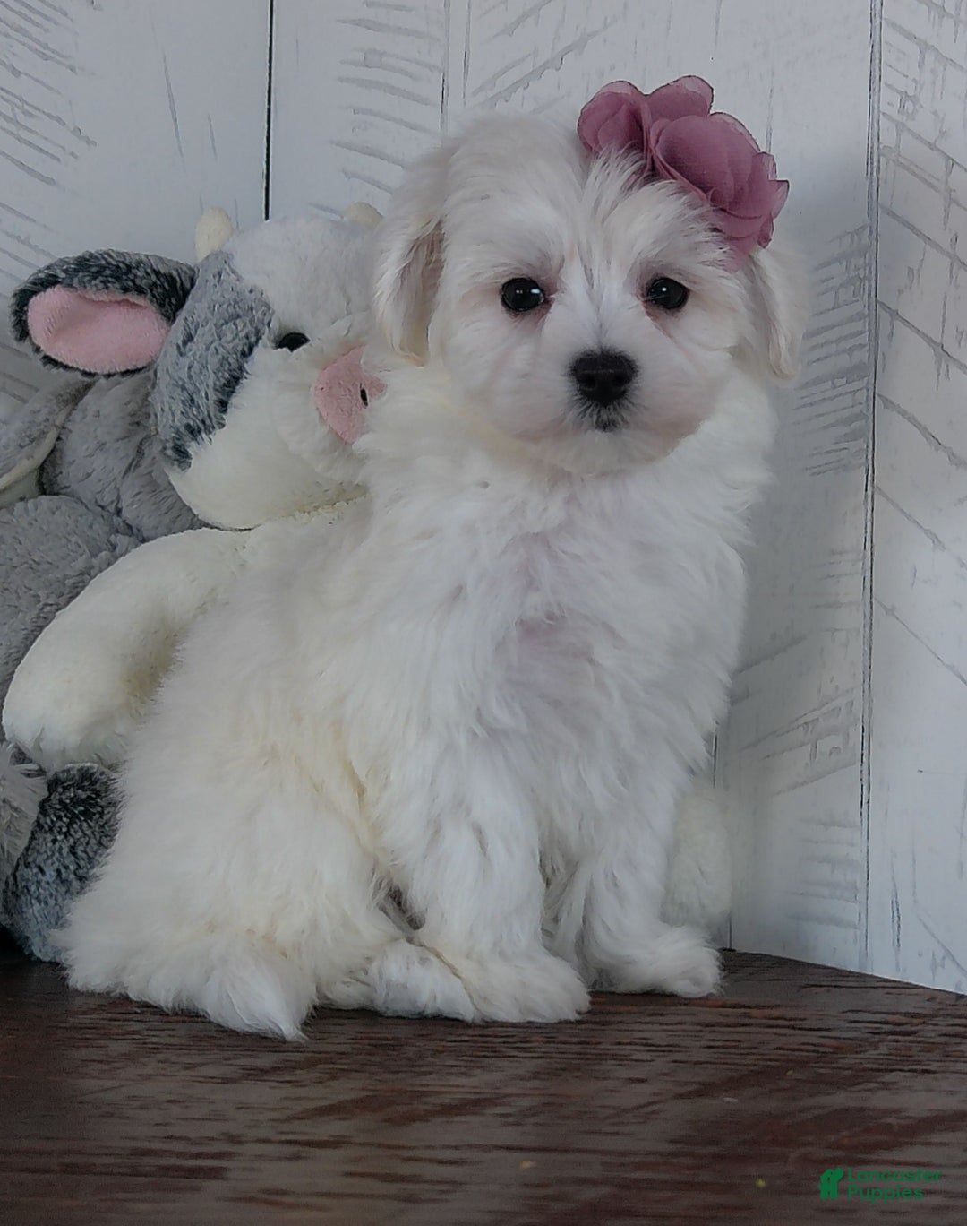 Mixed Breed dogs for sale: Terri - Ad 3