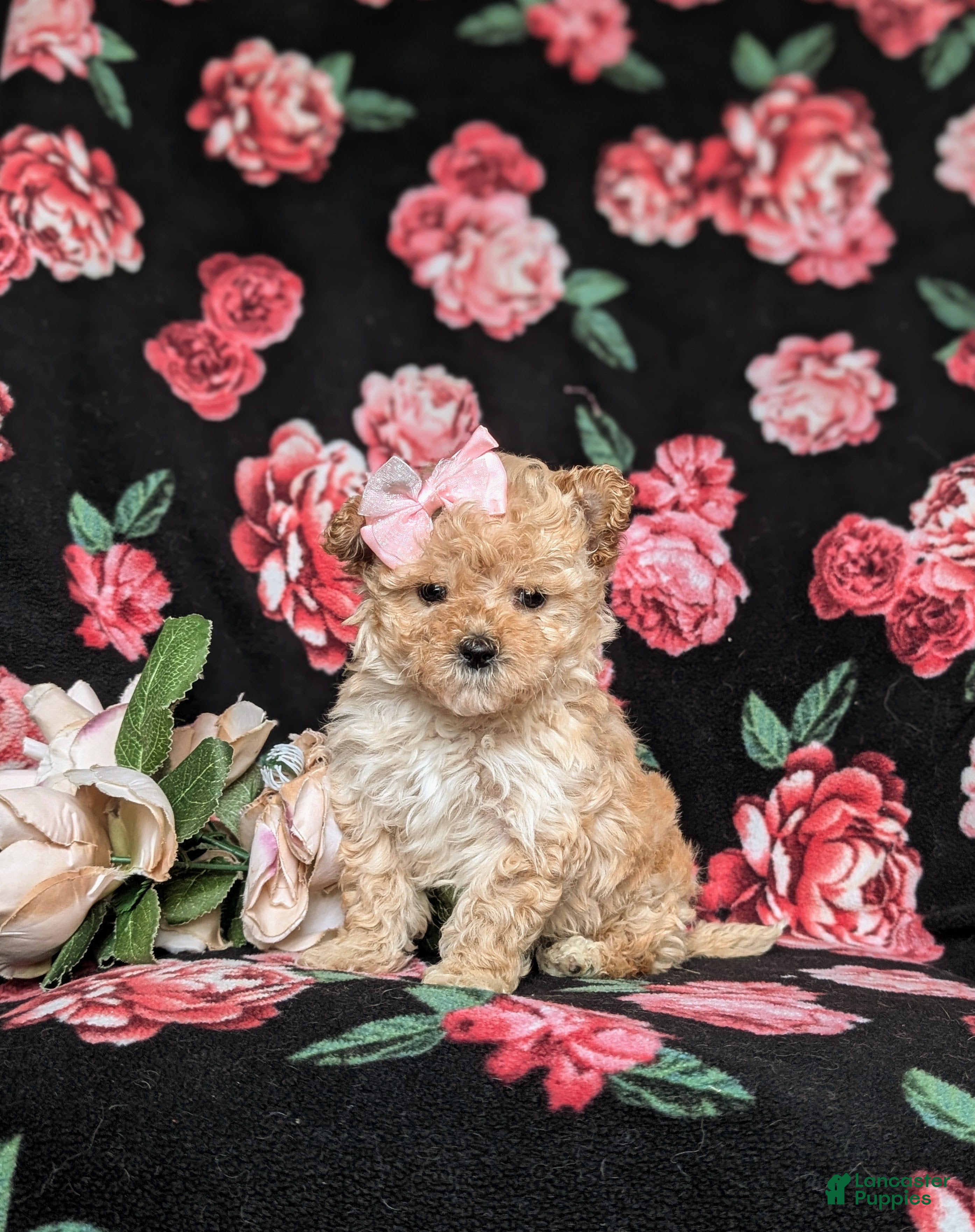 Maltipoo dogs Jewel 7 lbs Full Grown - Ad 2