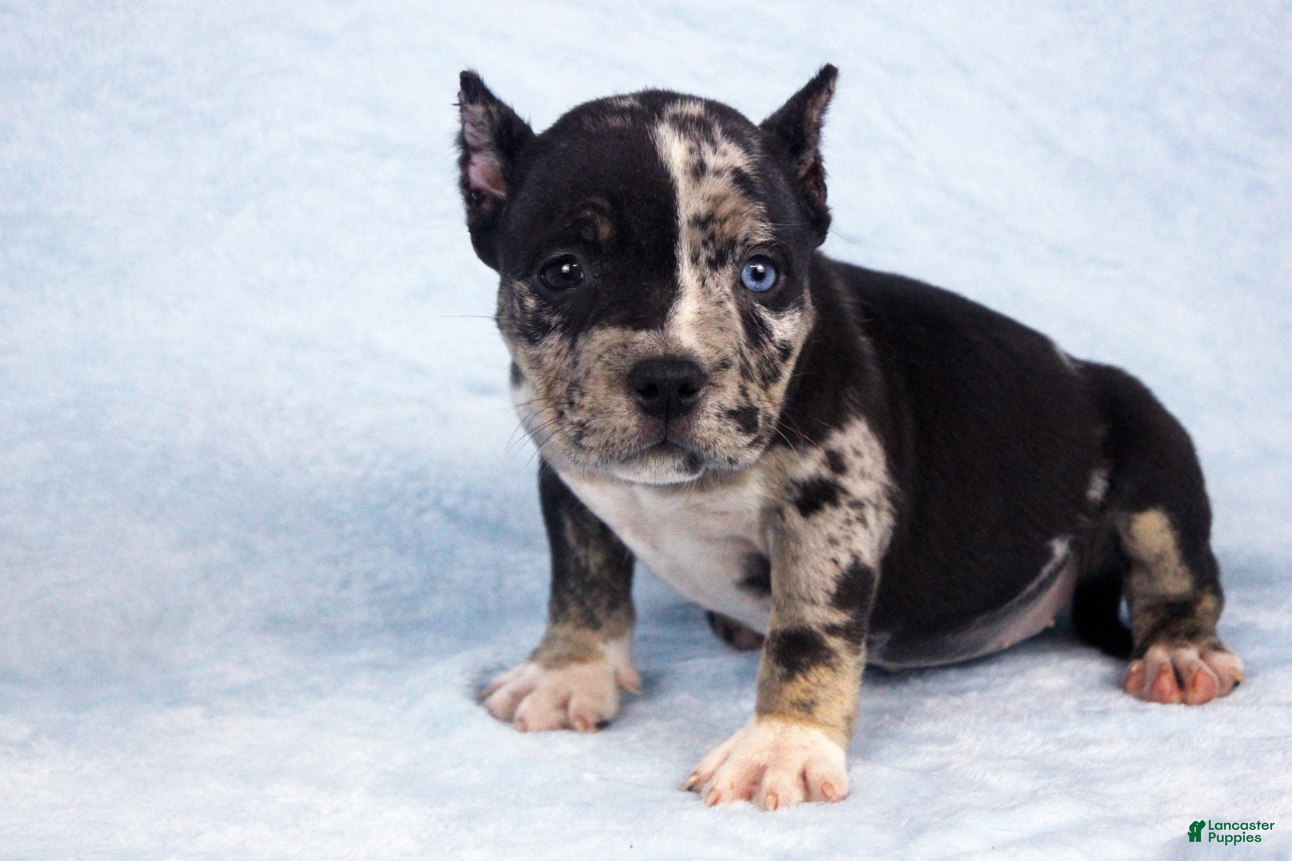 American Bully dogs Black Tri Merle Split Face Female - Ad 2