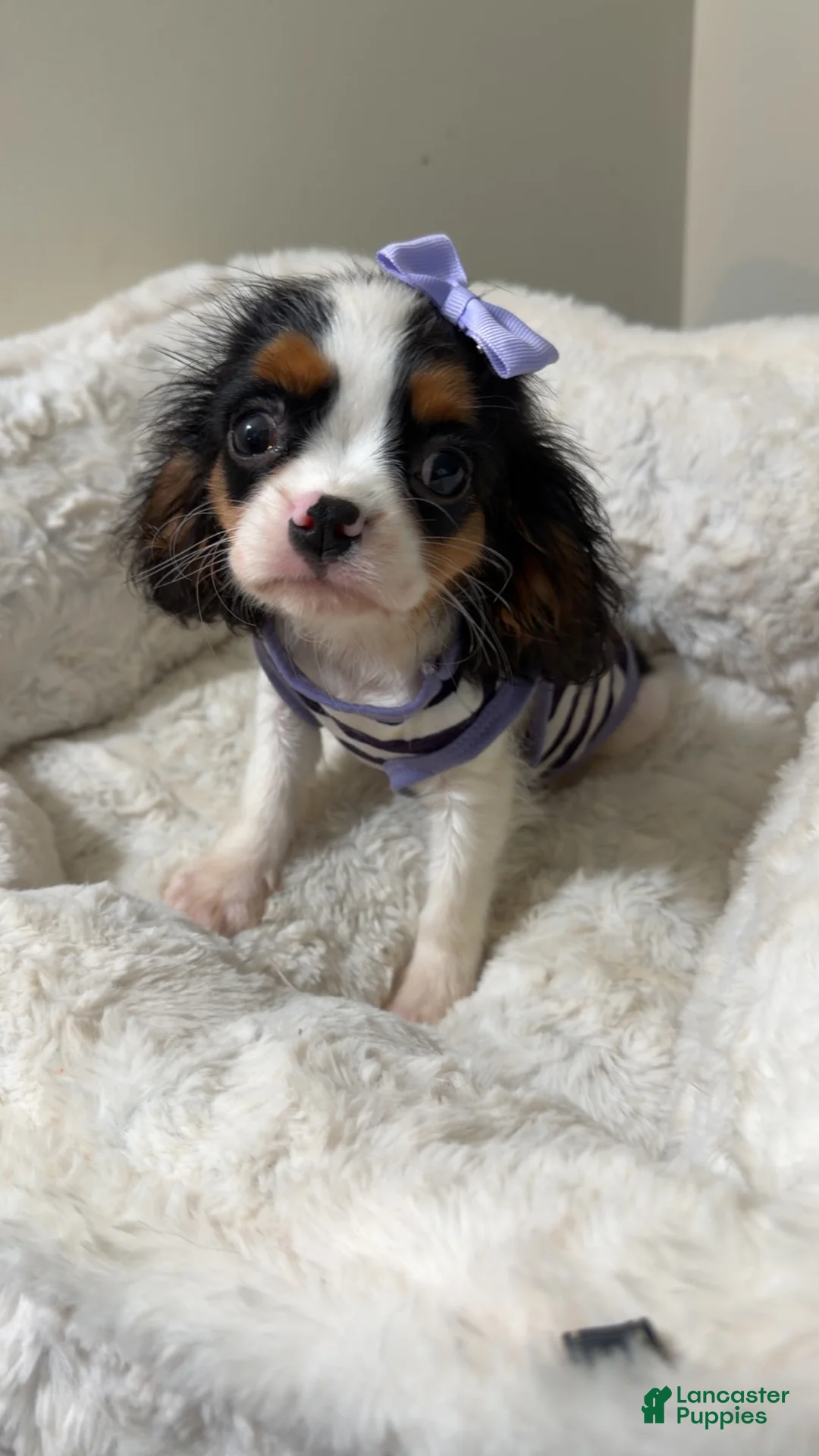 Cavalier King Charles Spaniel dogs for sale: Willow  - Ad 2
