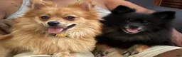 Pomeranian dogs for sale: Pomeranian Puppy 3 - Ad 4