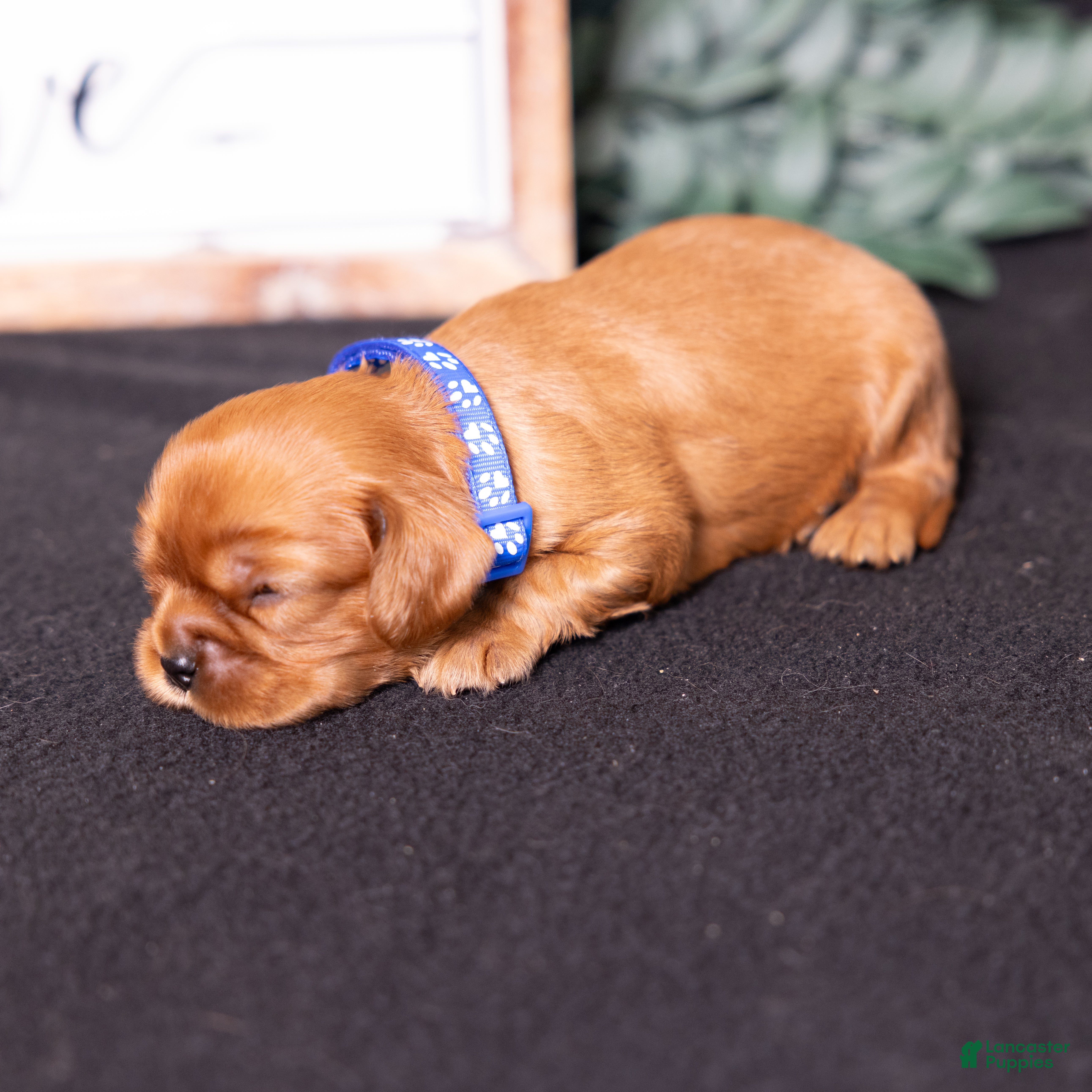 Neil Cavalier King Charles Spaniel for sale in Lititz | Lancaster