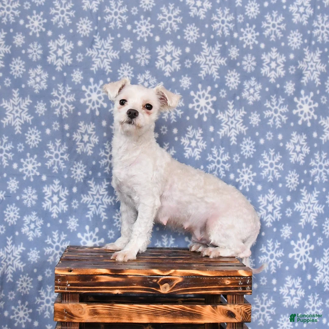 Maltese dogs for sale: Lacey - Ad 4