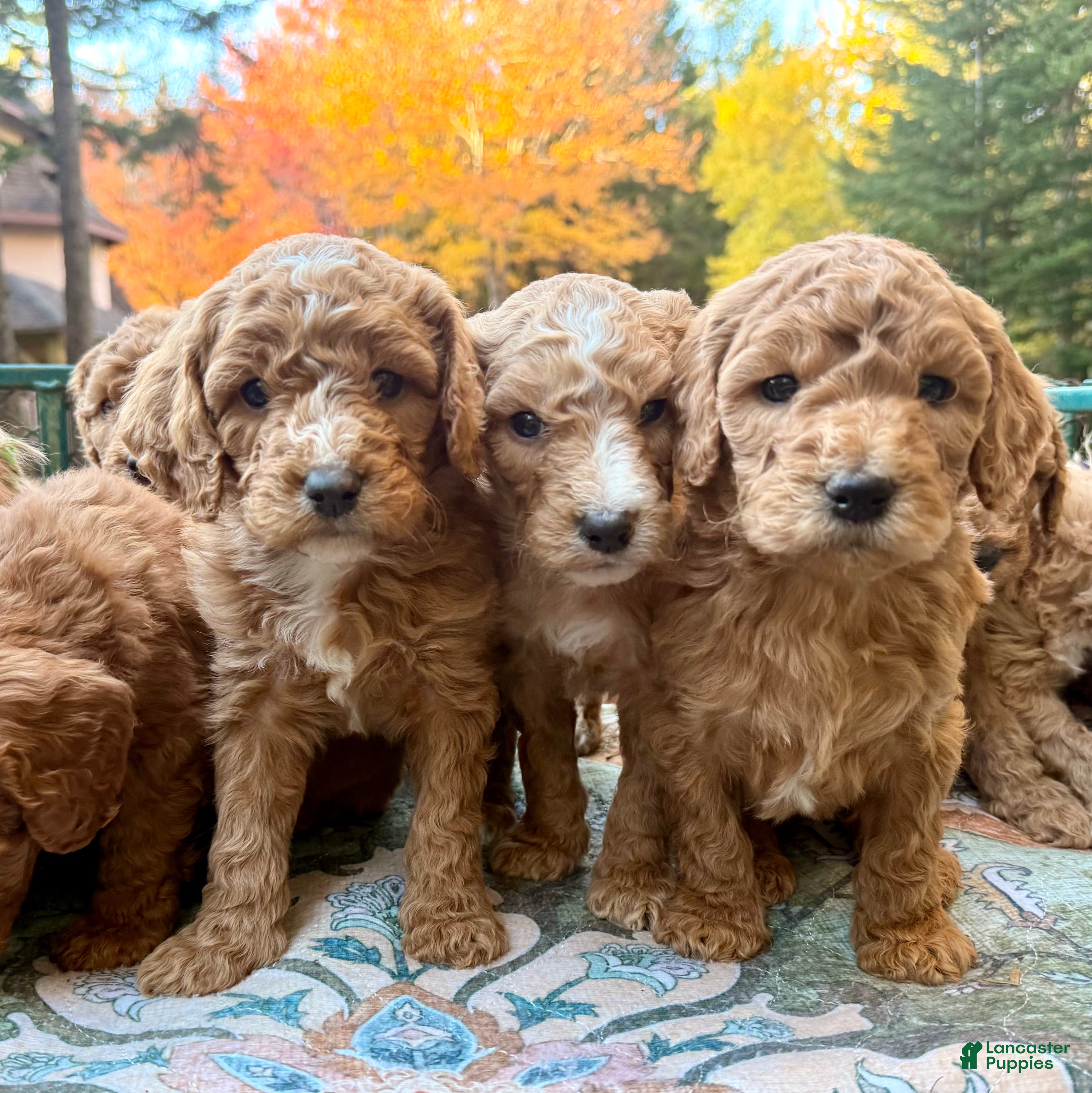Standard Poodle dogs for sale: "Troon" North - Ad 9