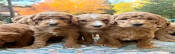 Standard Poodle dogs for sale: "Troon" North - Ad 1