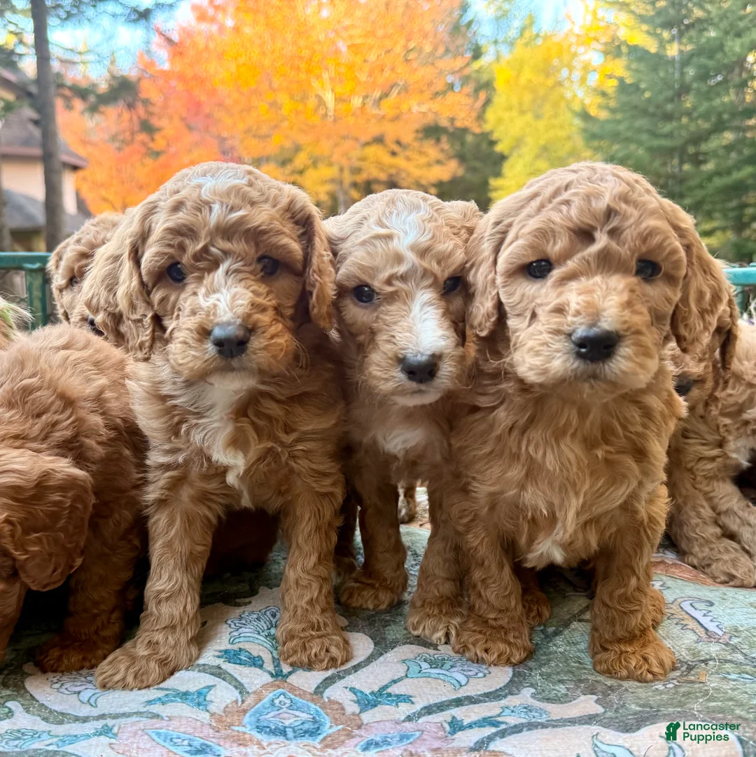 Standard Poodle dogs for sale: "Troon" North - Ad 1
