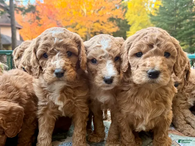 Standard Poodle dogs for sale: "Troon" North - Ad 9