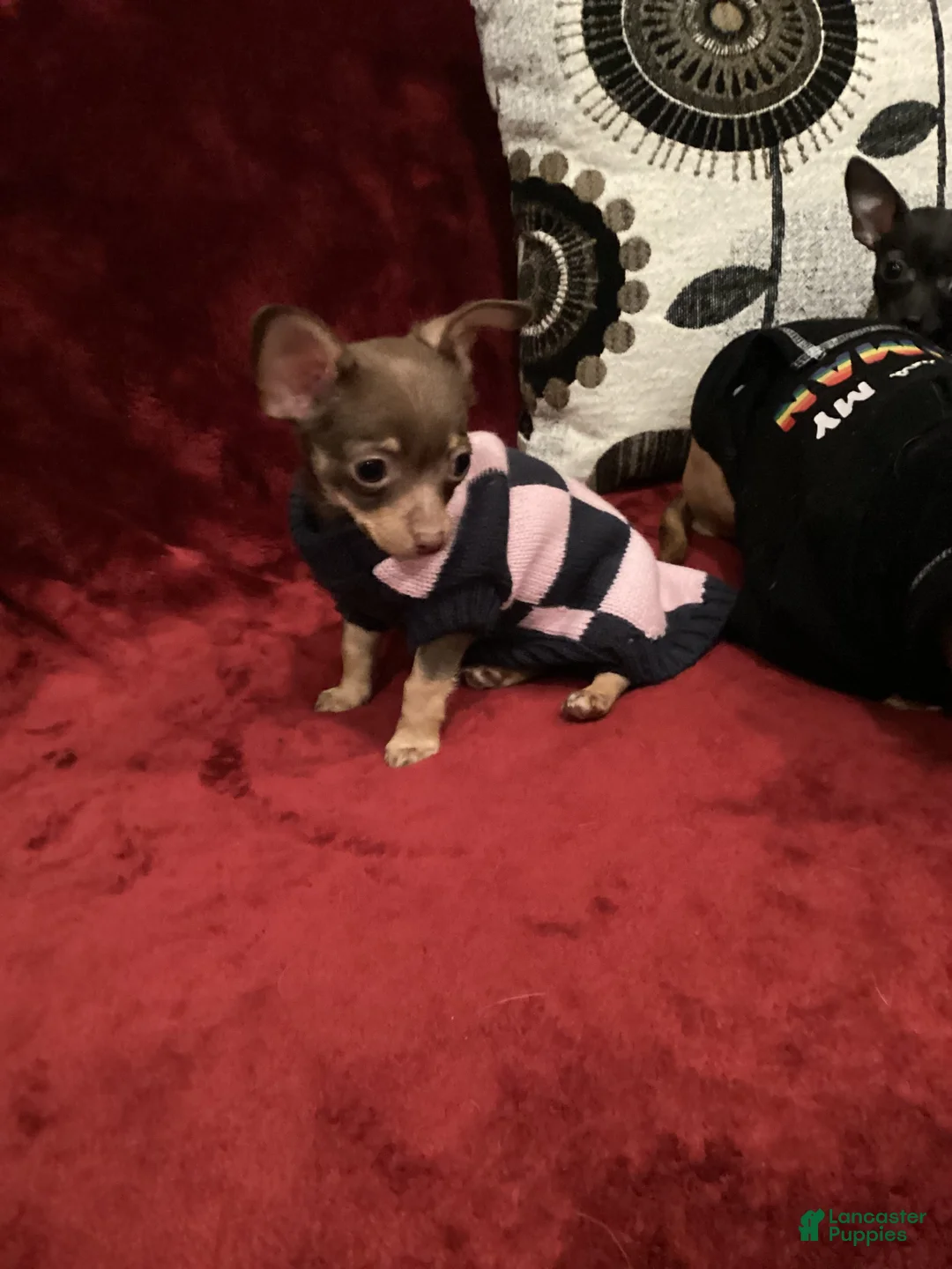Chihuahua dogs for sale: Apple - Ad 3
