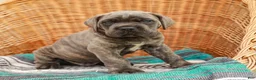Cane Corso dogs for sale: Diesel (Champion Bloodlines) - Ad 5