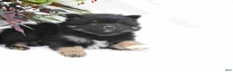Pomeranian dogs for sale: Midnight - Ad 3
