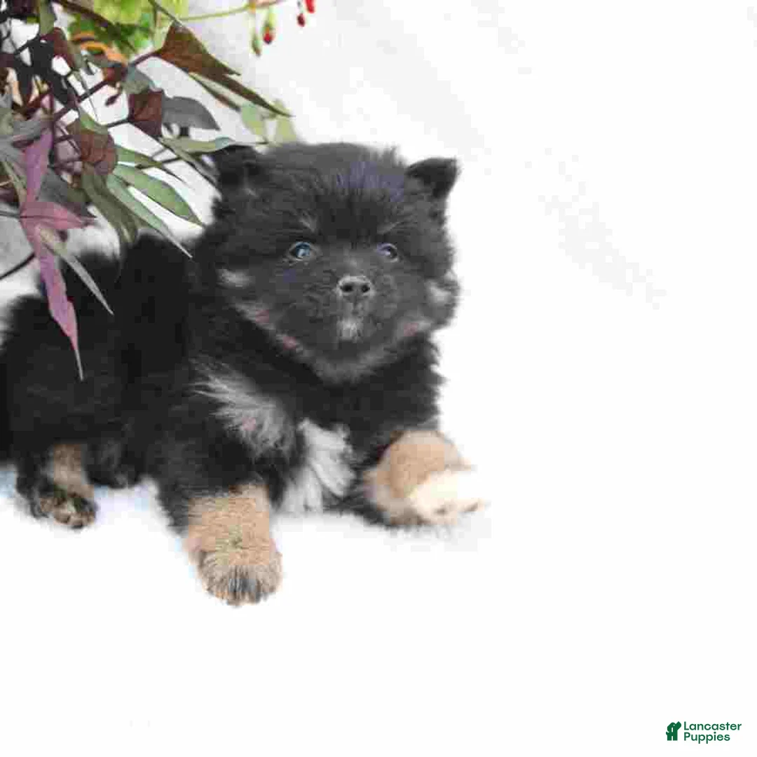 Pomeranian dogs for sale: Midnight - Ad 3