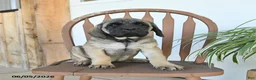 English Mastiff dogs for sale: Daisy - Ad 5