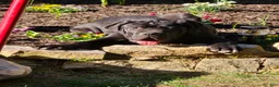 Cane Corso dogs for sale: Cane Corso Puppy 1 - Ad 4