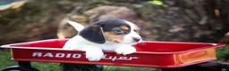 Beagle dogs for sale: Ollie Belle - Ad 6