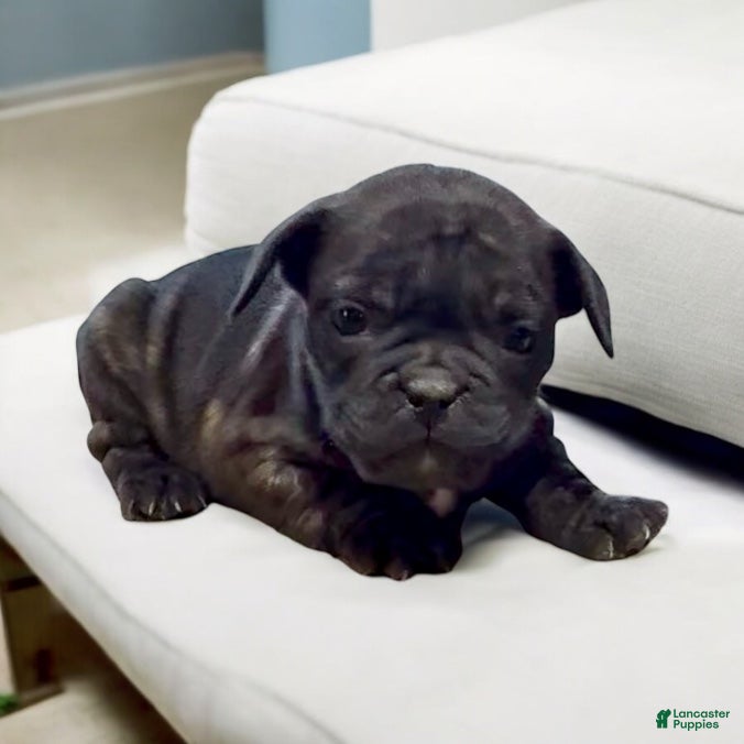 French Bulldog dogs Barney - Ad 33