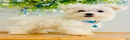 Maltese dogs for sale: Teacup Toby - Ad 7