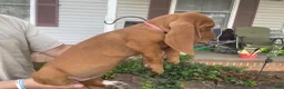 Basset Hound dogs for sale: Brandy (pink collar) - Ad 2