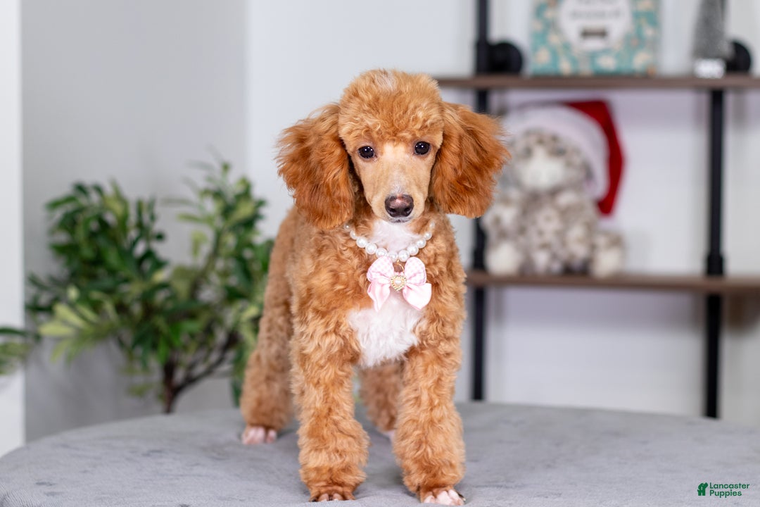 Toy Poodle dogs for sale: Willow - Ad 2