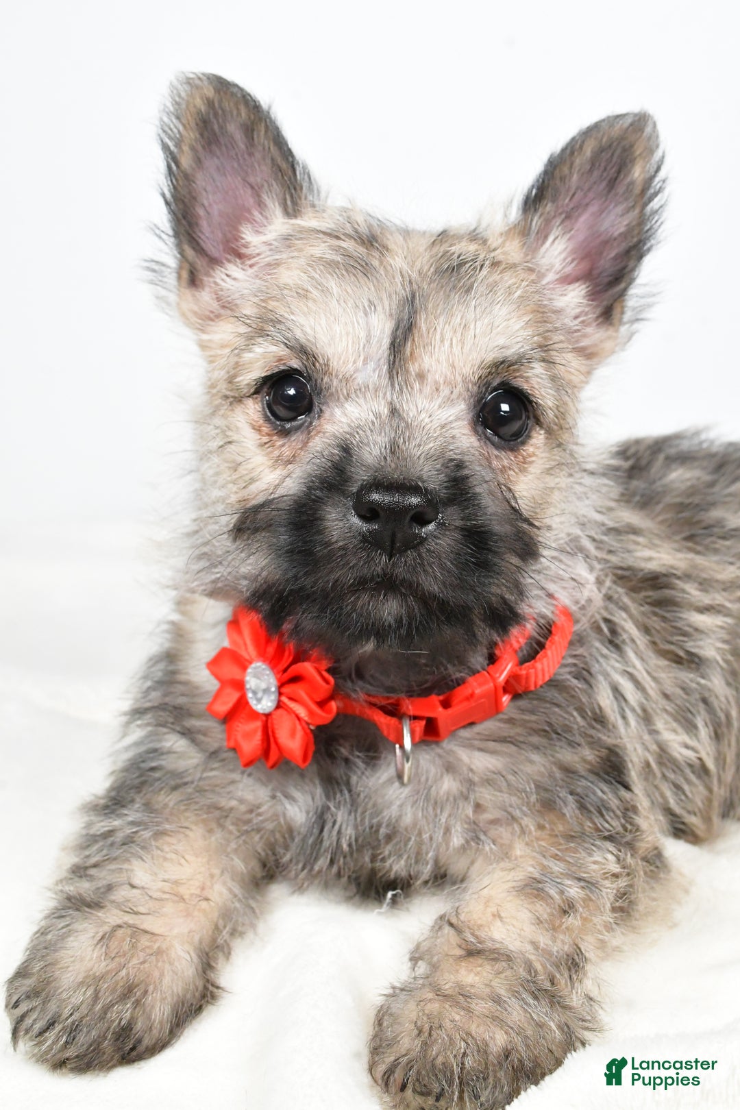 Cairn Terrier dogs for sale: Tammy - Ad 3