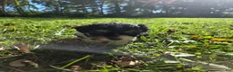 Cavapoo dogs for sale: Aster - Ad 4