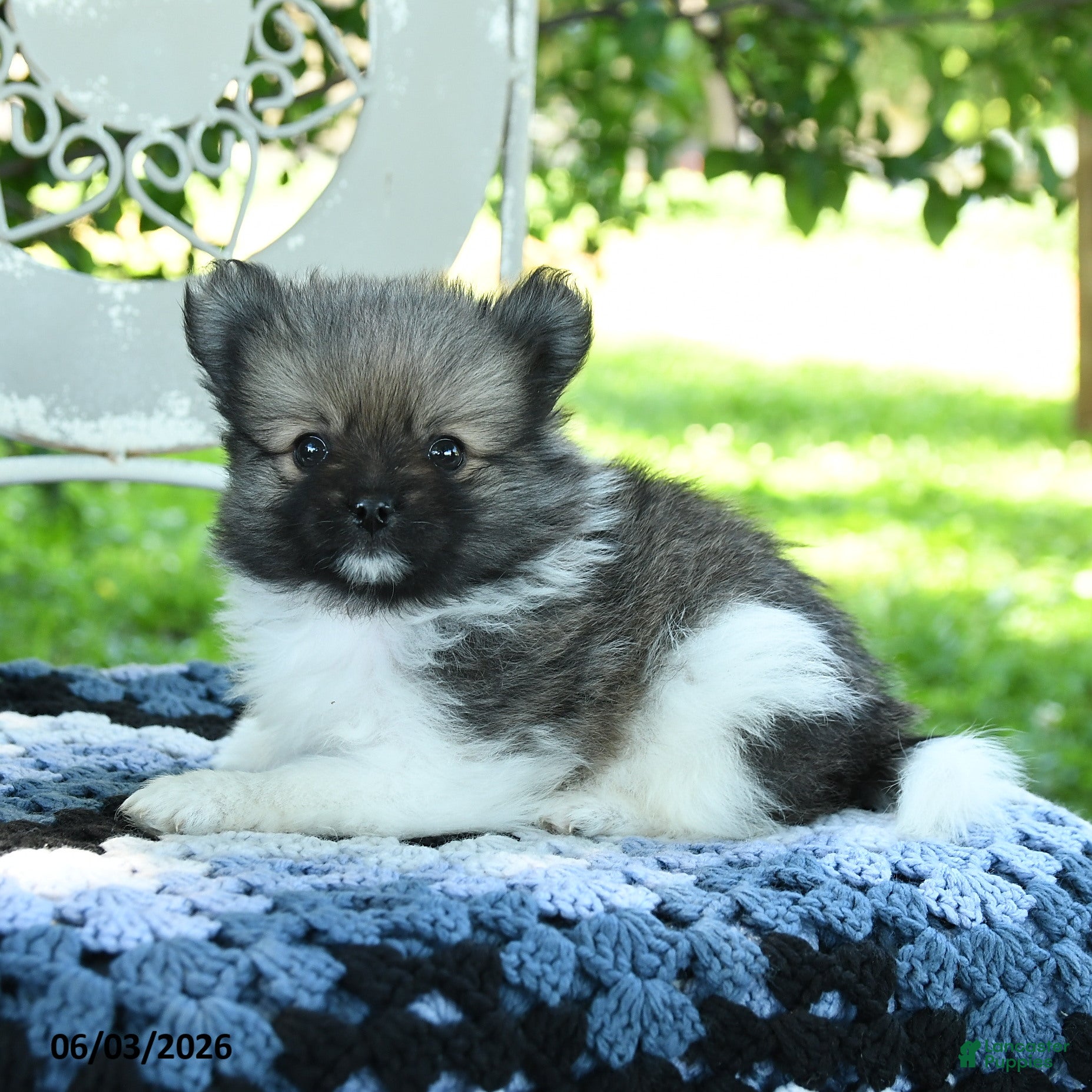 Pomeranian dogs for sale: Porter - Ad 3