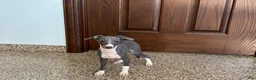 Italian Greyhound dogs for sale: Larry - Ad 10