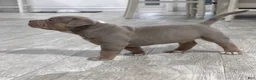 American Bully dogs for sale: American Bully Puppy 5 - Ad 7