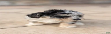 Oreo