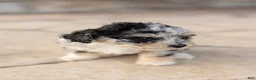 Bichpoo dogs for sale: Oreo - Ad 1