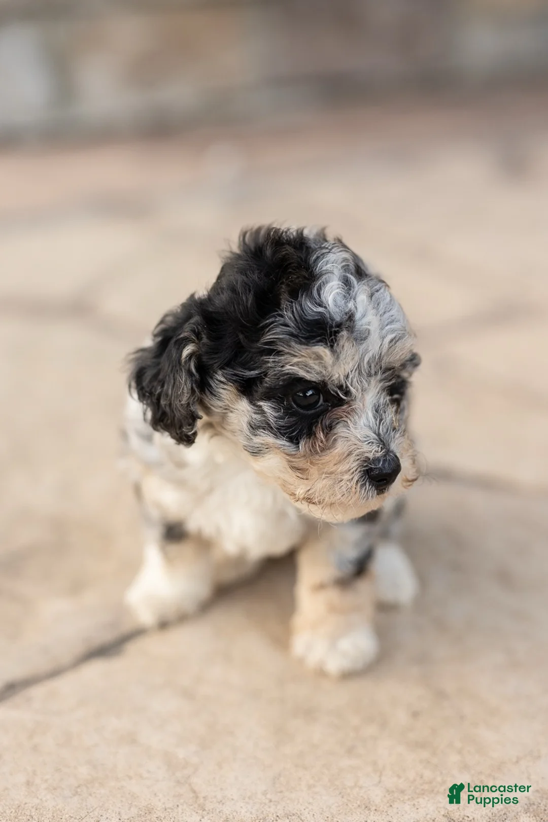 Bichpoo dogs for sale: Oreo - Ad 1
