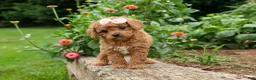 Cavapoo dogs for sale: Veronica💖 - Ad 1