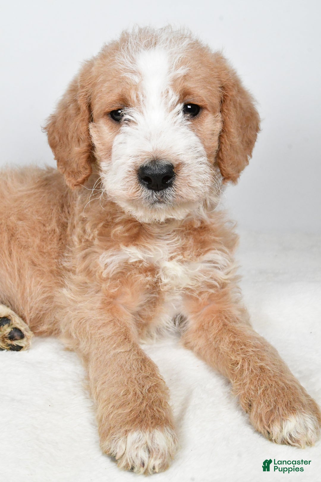 Labradoodle dogs for sale: Nova - Ad 5