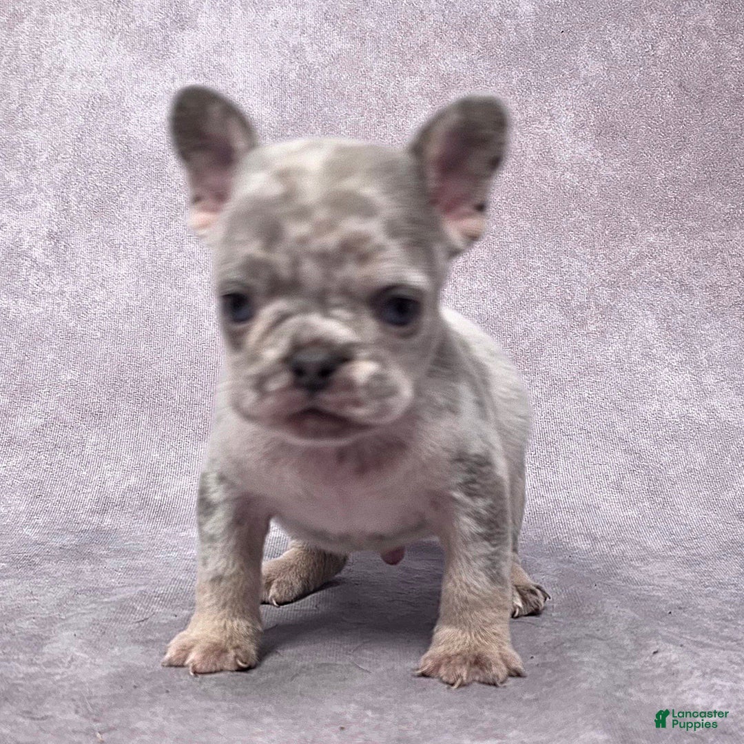 French Bulldog dogs for sale: Milo - Ad 7