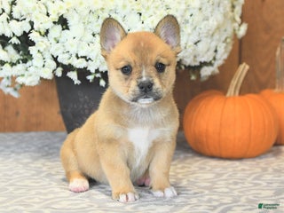 Mixed Breed dogs - Ad 7