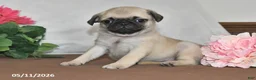 Pug dogs for sale: Lilac - Ad 5