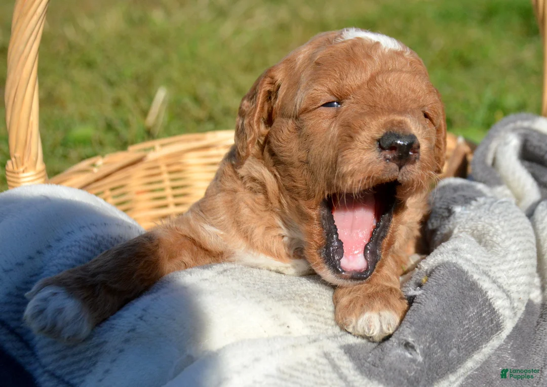 Mini Goldendoodle dogs for sale: Doug Micro GD M2 - Ad 2