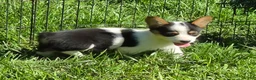 Welsh Corgi Pembroke dogs for sale: Oreo girl  - Ad 27