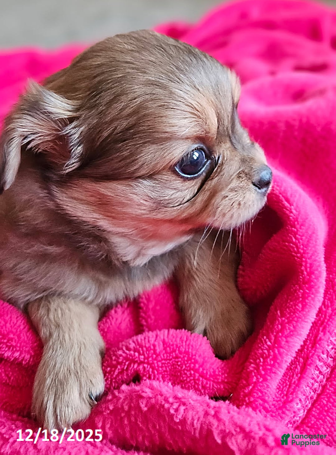 Mixed Breed dogs for sale: Cherry - Ad 2