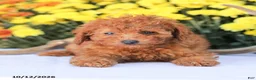 Miniature Poodle dogs for sale: Cathy - Ad 10
