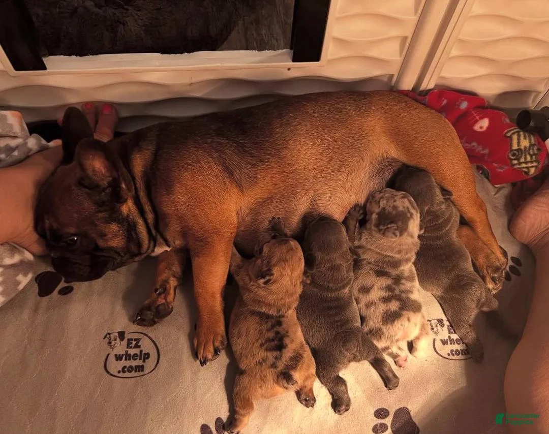 French Bulldog dogs for sale: French Bulldog Puppy 5 - Ad 2