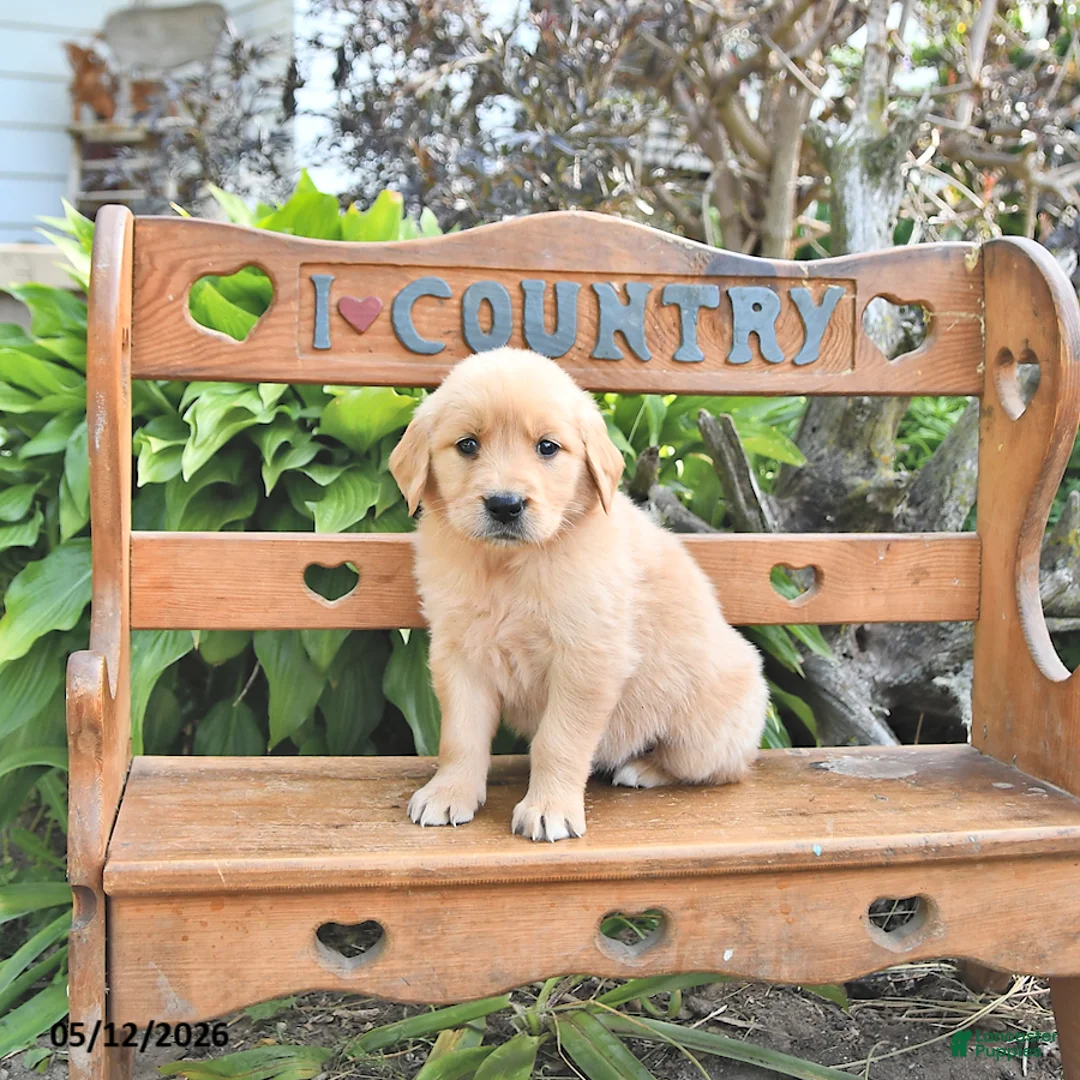Golden Retriever dogs for sale: Brittney - Ad 1