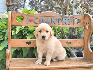 Golden Retriever dogs for sale: Brittney - Ad 3